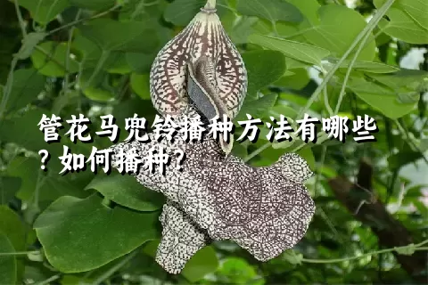 管花马兜铃播种方法有哪些？如何播种？