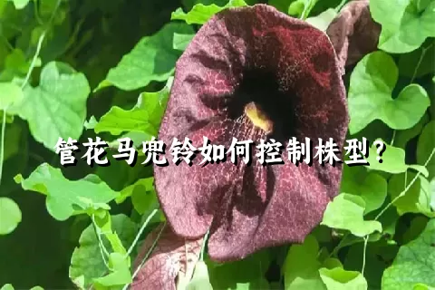 管花马兜铃如何控制株型？