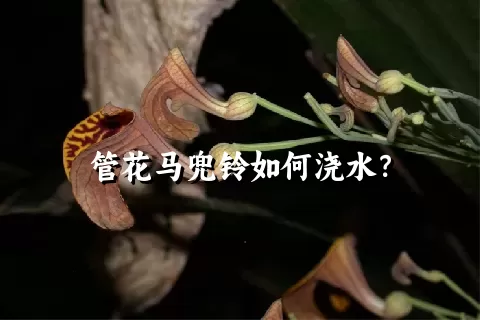 管花马兜铃如何浇水？