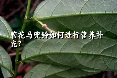 管花马兜铃如何进行营养补充？