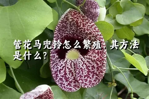 管花马兜铃怎么繁殖，其方法是什么？