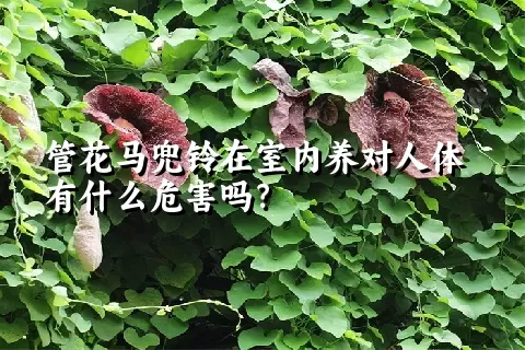 管花马兜铃在室内养对人体有什么危害吗？