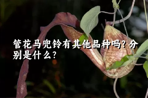 管花马兜铃有其他品种吗？分别是什么？