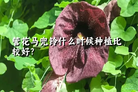 管花马兜铃什么时候种植比较好？