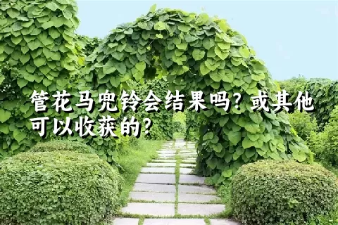 管花马兜铃会结果吗？或其他可以收获的？