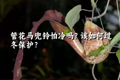 管花马兜铃怕冷吗？该如何过冬保护？