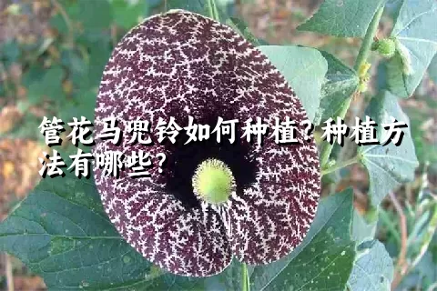 管花马兜铃如何种植？种植方法有哪些？