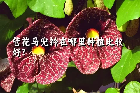 管花马兜铃在哪里种植比较好？