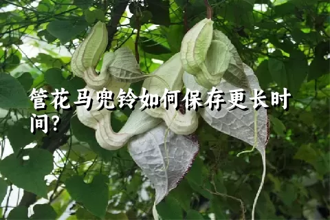 管花马兜铃如何保存更长时间？