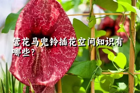 管花马兜铃插花空间知识有哪些？