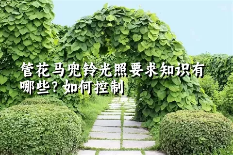 管花马兜铃光照要求知识有哪些？如何控制