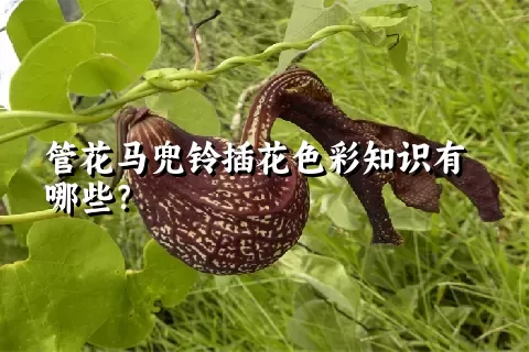 管花马兜铃插花色彩知识有哪些？