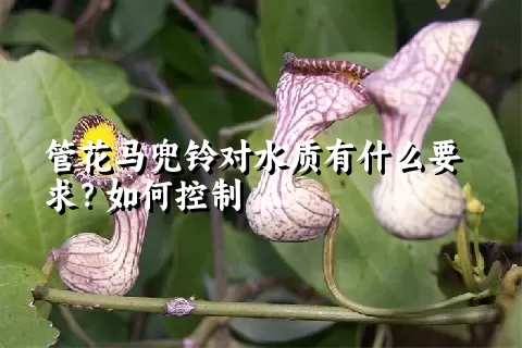 管花马兜铃对水质有什么要求？如何控制