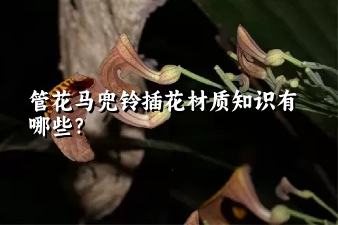 管花马兜铃插花材质知识有哪些？