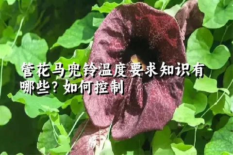 管花马兜铃温度要求知识有哪些？如何控制