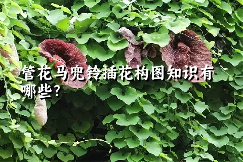 管花马兜铃插花构图知识有哪些？