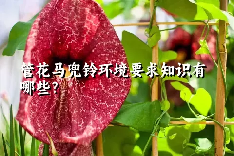 管花马兜铃环境要求知识有哪些？