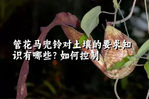 管花马兜铃对土壤的要求知识有哪些？如何控制