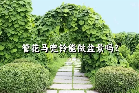 管花马兜铃能做盆景吗？