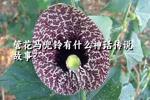 管花马兜铃有什么神话传说故事？