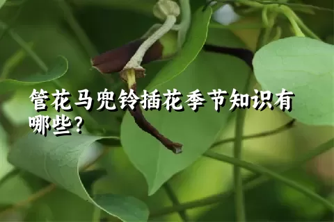 管花马兜铃插花季节知识有哪些？