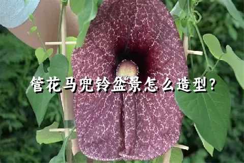 管花马兜铃盆景怎么造型？