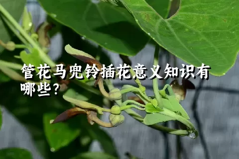 管花马兜铃插花意义知识有哪些？