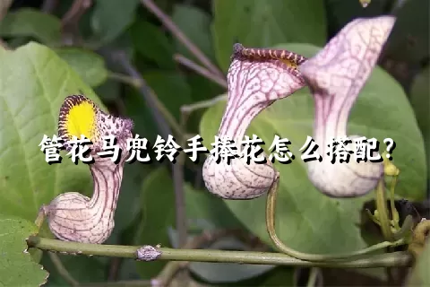 管花马兜铃手捧花怎么搭配？