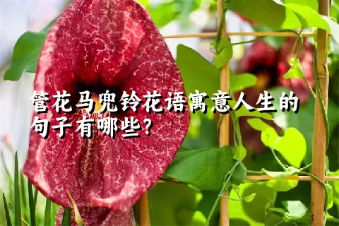 管花马兜铃花语寓意人生的句子有哪些？