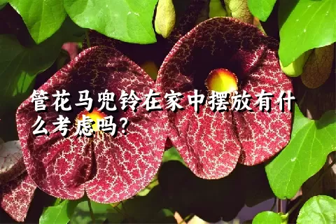 管花马兜铃在家中摆放有什么考虑吗？