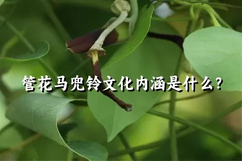 管花马兜铃文化内涵是什么？