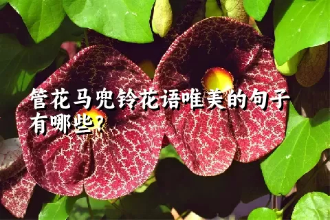 管花马兜铃花语唯美的句子有哪些？