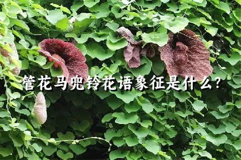 管花马兜铃花语象征是什么？