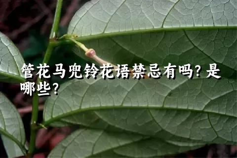 管花马兜铃花语禁忌有吗？是哪些？