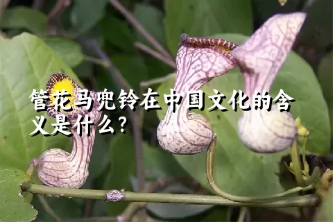 管花马兜铃在中国文化的含义是什么？