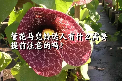 管花马兜铃送人有什么需要提前注意的吗？