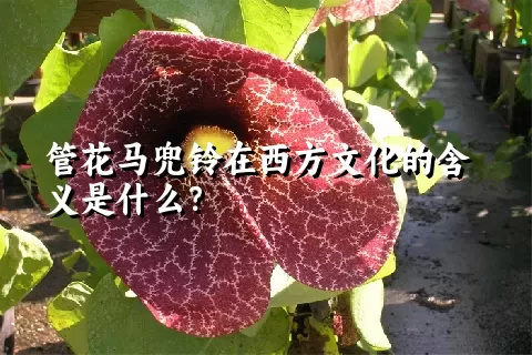 管花马兜铃在西方文化的含义是什么？