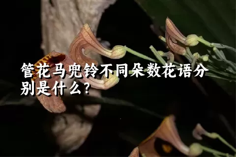 管花马兜铃不同朵数花语分别是什么？