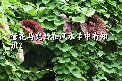 管花马兜铃在风水学中有知识？