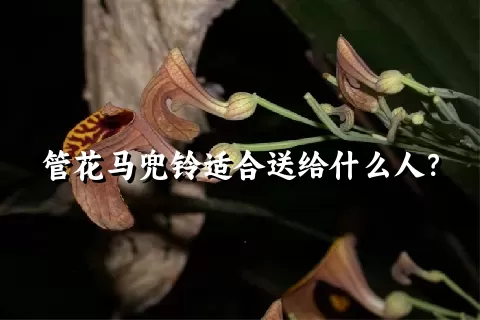 管花马兜铃适合送给什么人？