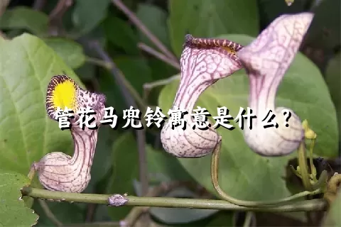 管花马兜铃寓意是什么？