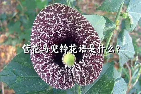 管花马兜铃花语是什么？