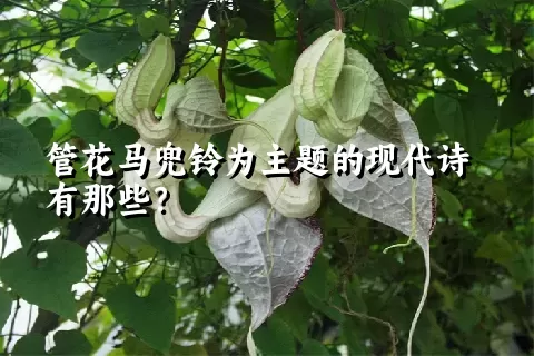 管花马兜铃为主题的现代诗有那些？