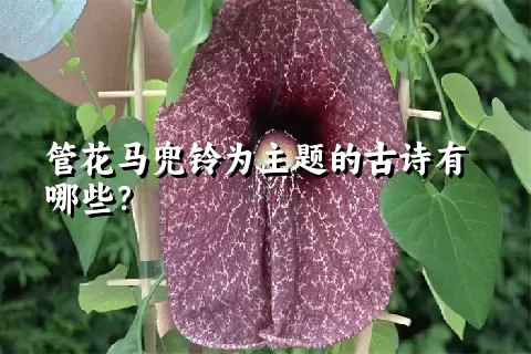 管花马兜铃为主题的古诗有哪些？