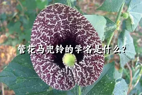 管花马兜铃的学名是什么？