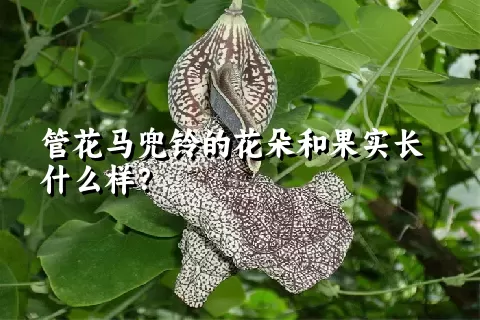 管花马兜铃的花朵和果实长什么样？