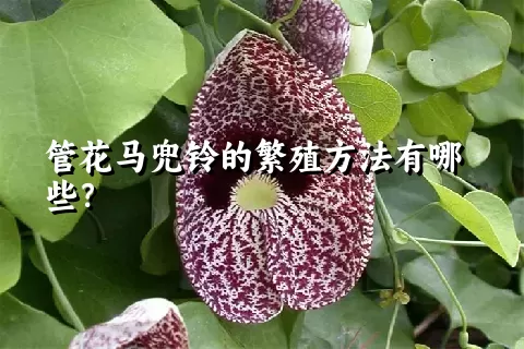 管花马兜铃的繁殖方法有哪些？