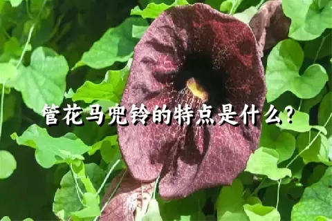 管花马兜铃的特点是什么？