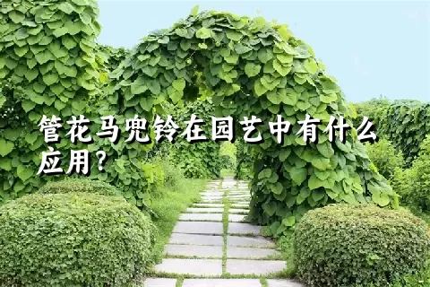 管花马兜铃在园艺中有什么应用？