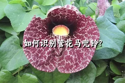 如何识别管花马兜铃？